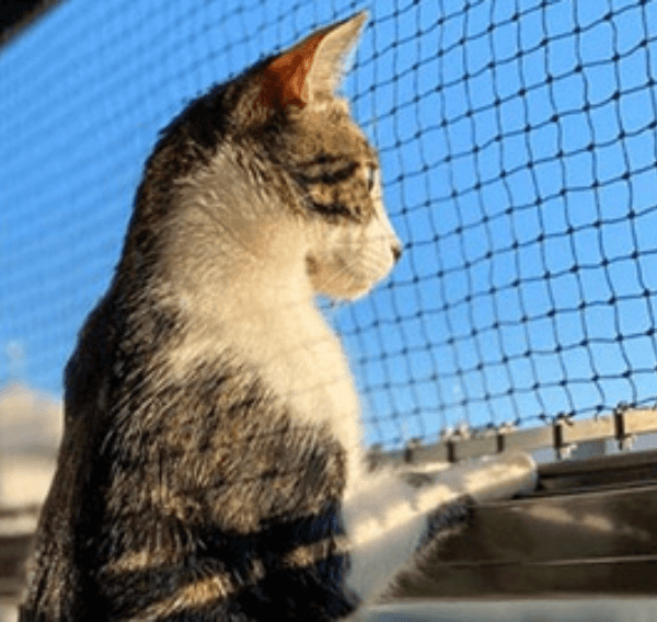 petssafetynets