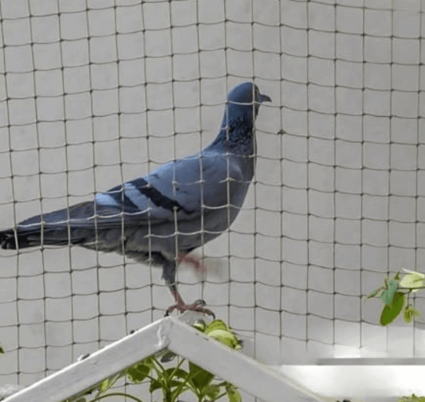 pigeonsafetynets